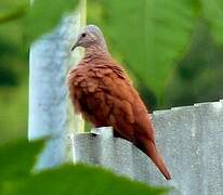 Ruddy Ground Dove