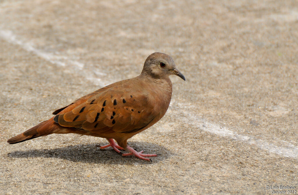 Ruddy Ground Dove