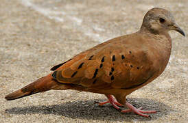 Ruddy Ground Dove