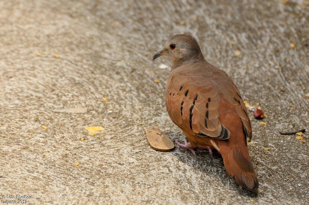 Ruddy Ground Dove