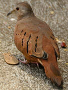 Ruddy Ground Dove