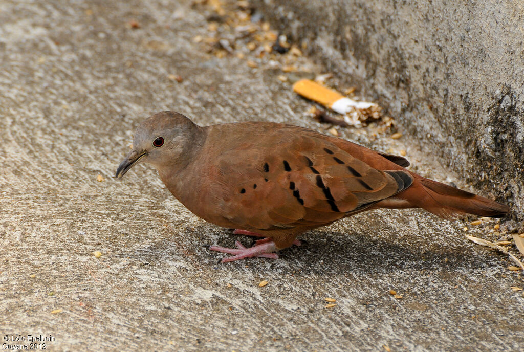 Ruddy Ground Dove