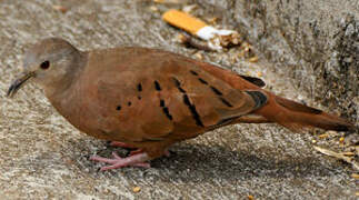 Ruddy Ground Dove