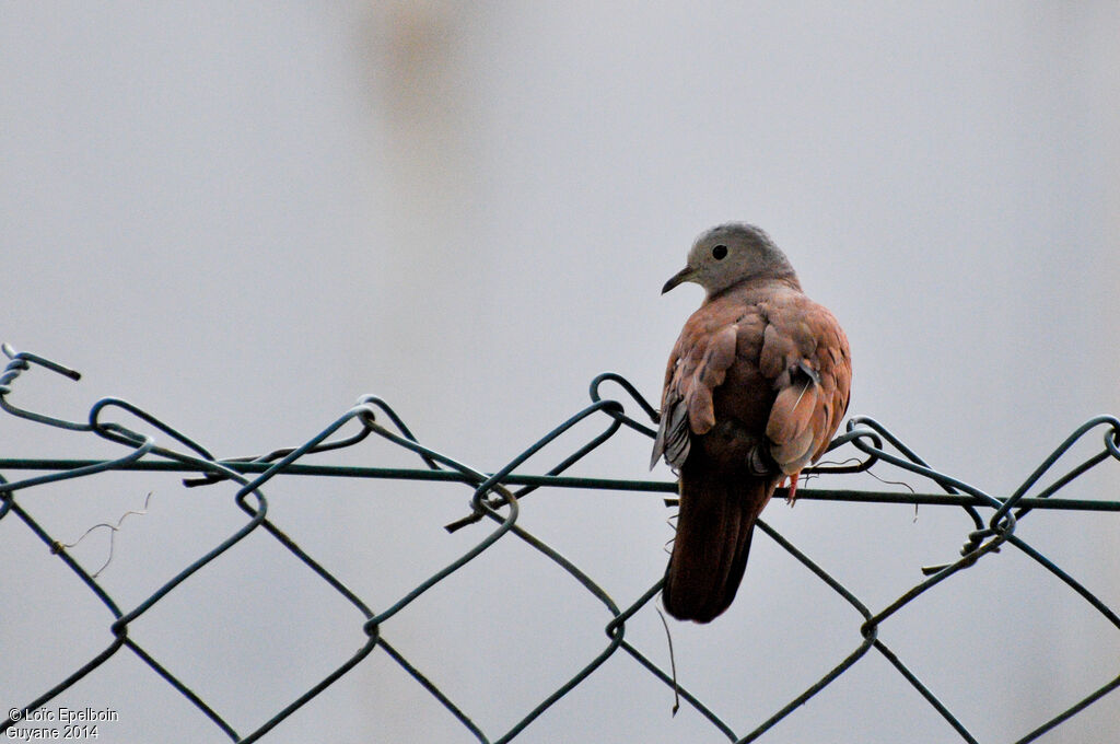 Ruddy Ground Dove