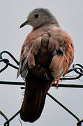 Ruddy Ground Dove