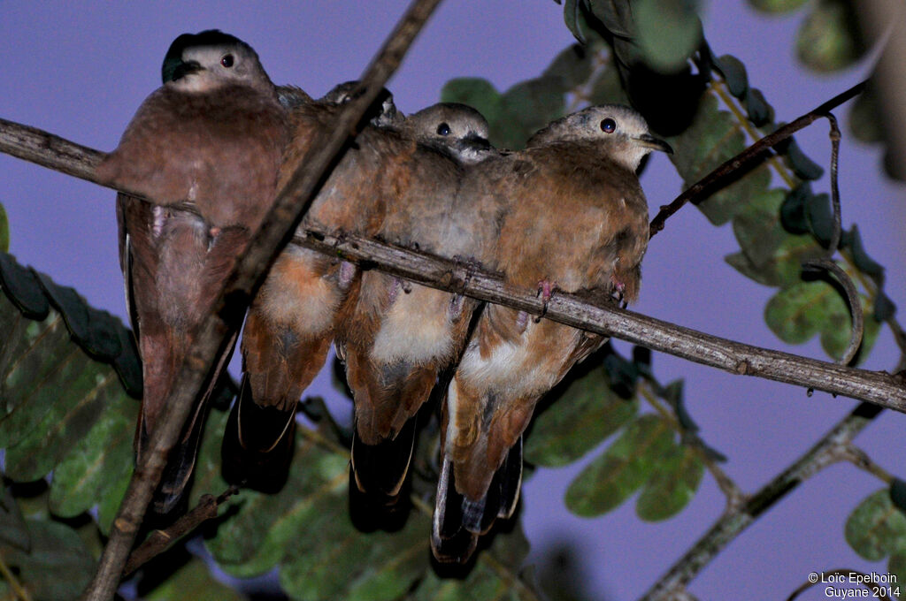 Ruddy Ground Dove