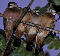 Ruddy Ground Dove