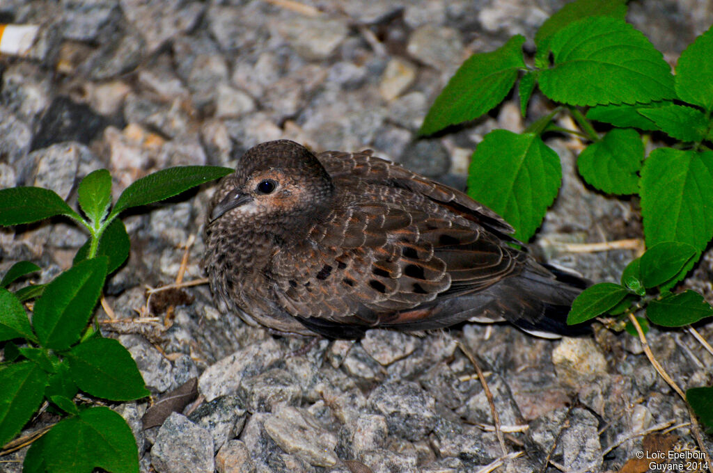 Ruddy Ground Dove