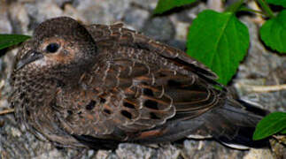 Ruddy Ground Dove