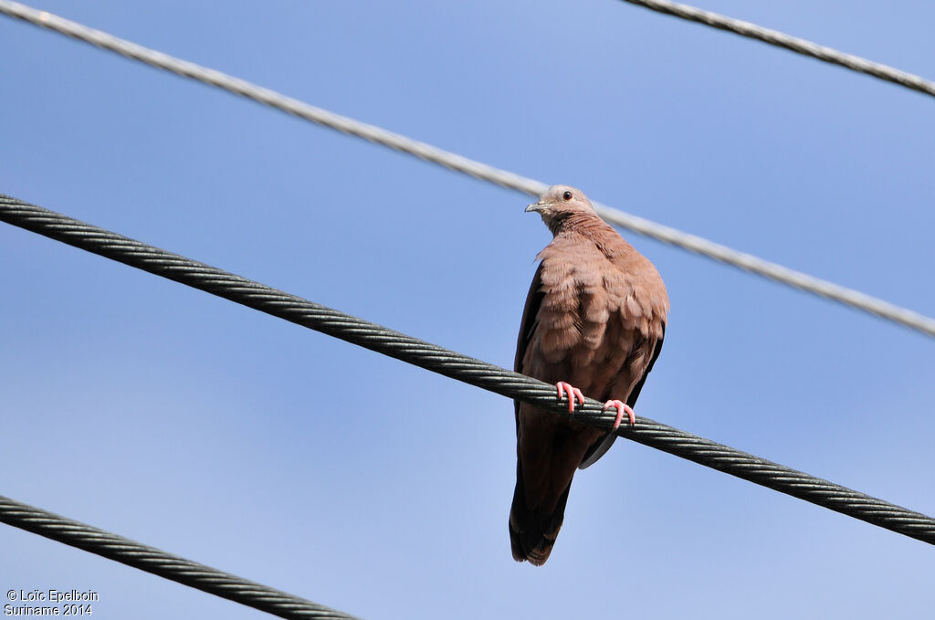 Ruddy Ground Dove