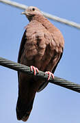 Ruddy Ground Dove