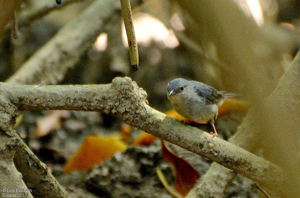 Conirostre bicolore