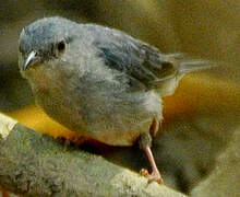 Bicolored Conebill