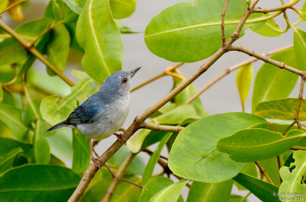 Bicolored Conebill