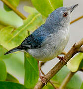 Bicolored Conebill