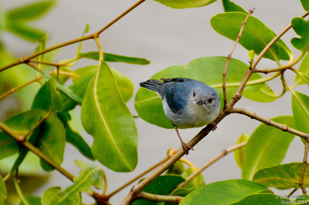 Bicolored Conebill