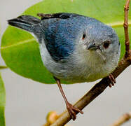 Bicolored Conebill