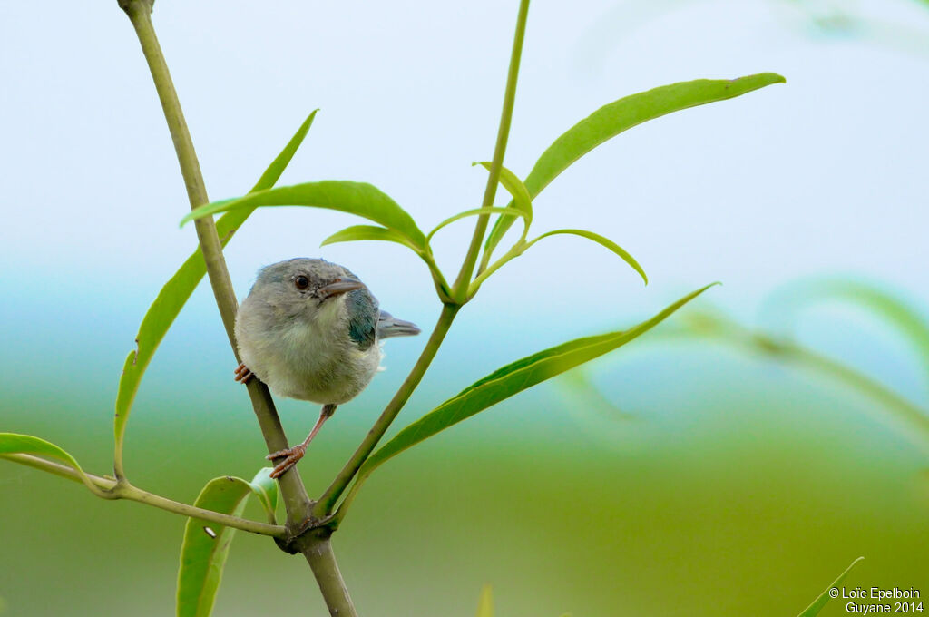 Bicolored Conebill