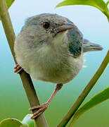 Bicolored Conebill