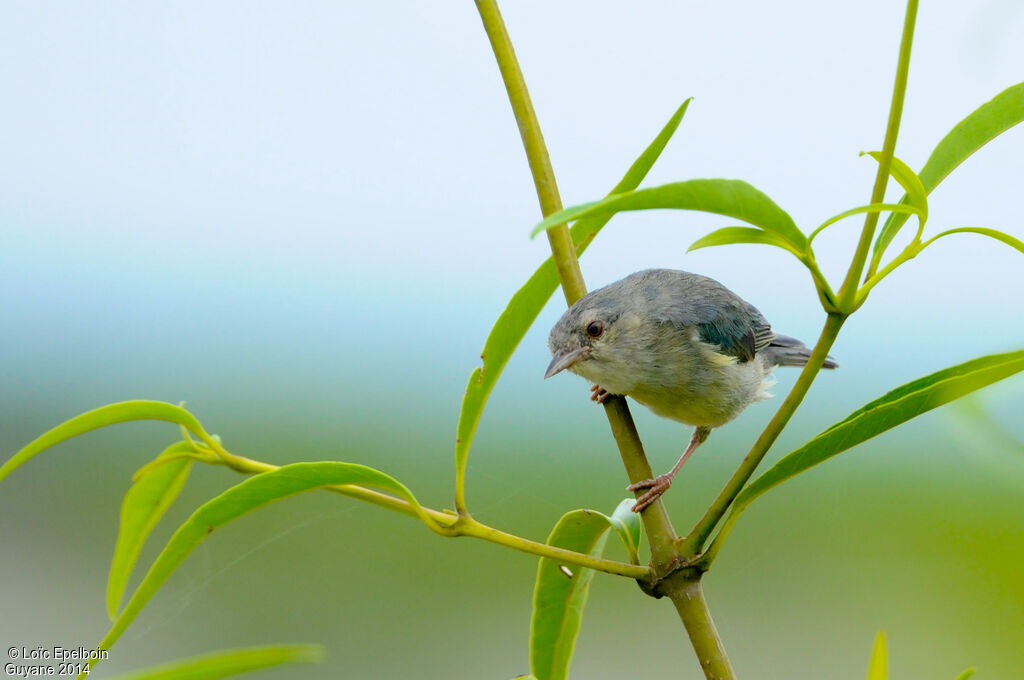 Bicolored Conebill