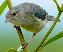 Bicolored Conebill