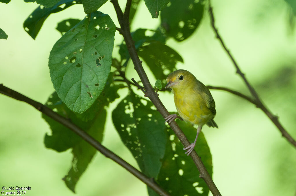 Bicolored Conebill