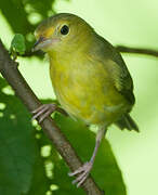 Bicolored Conebill