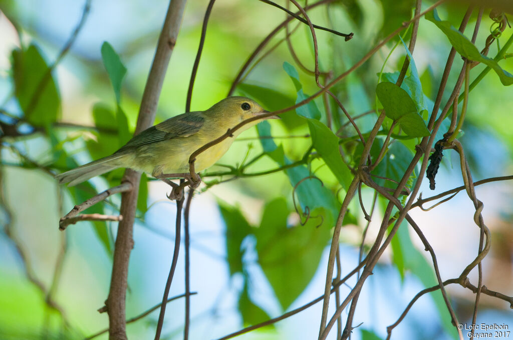 Bicolored Conebill