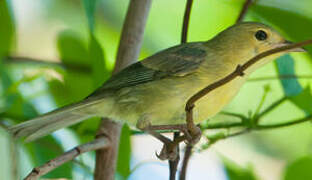 Bicolored Conebill