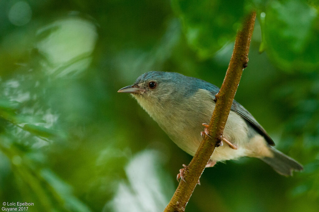 Bicolored Conebill