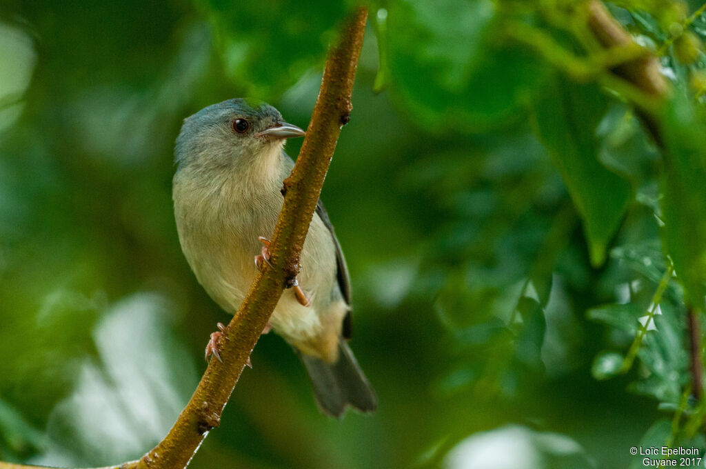 Conirostre bicolore