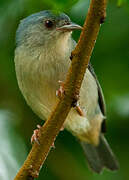 Bicolored Conebill