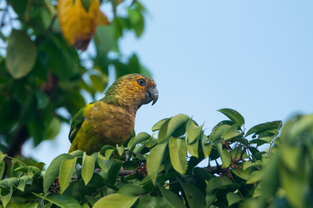 Conure cuivrée