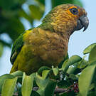 Conure cuivrée