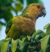 Brown-throated Parakeet