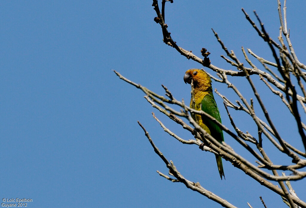 Conure cuivrée