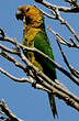 Conure cuivrée