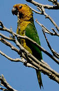 Brown-throated Parakeet