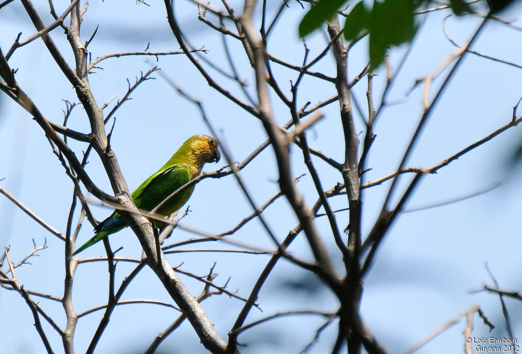 Brown-throated Parakeet