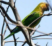 Brown-throated Parakeet