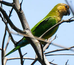 Conure cuivrée