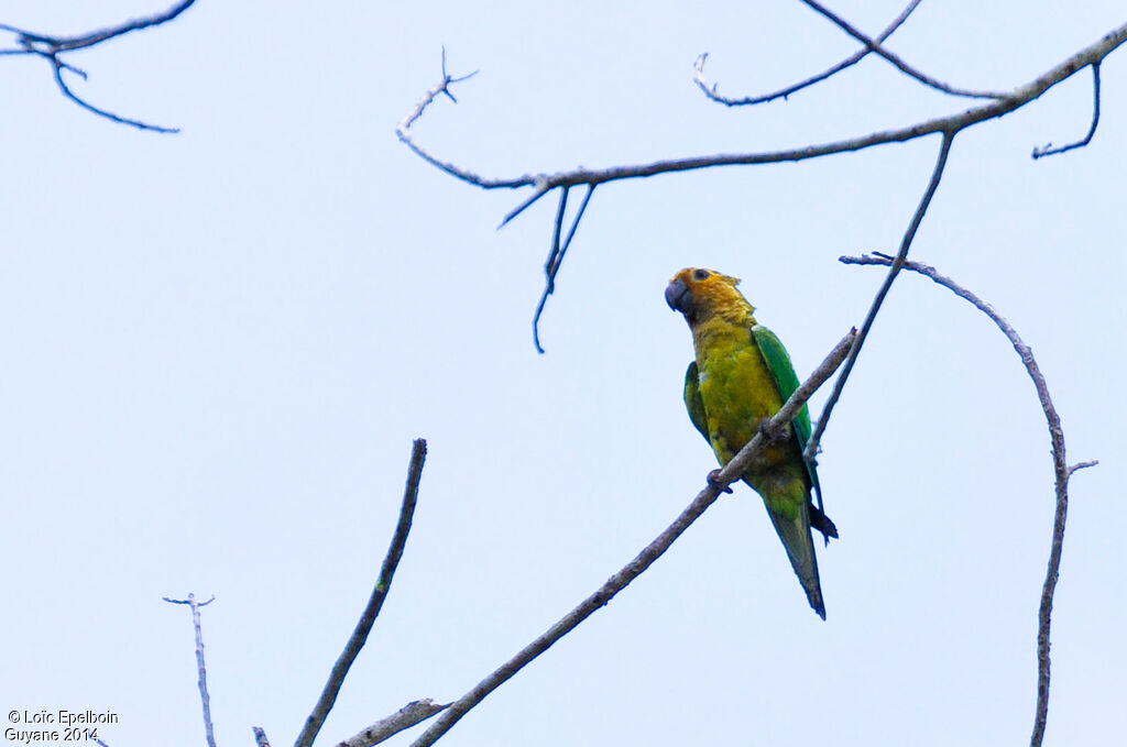 Brown-throated Parakeet