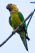 Brown-throated Parakeet