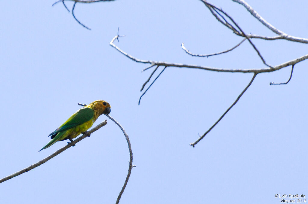 Brown-throated Parakeet