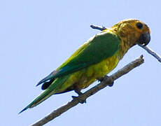 Brown-throated Parakeet