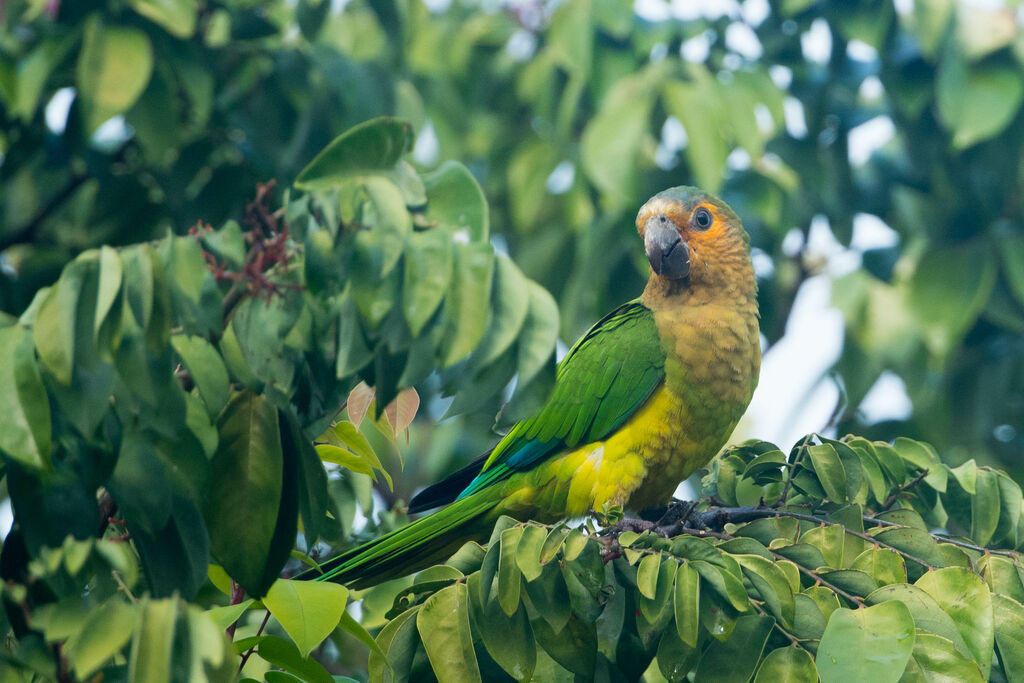 Brown-throated Parakeet