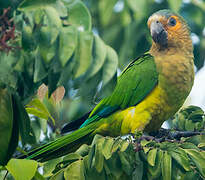 Brown-throated Parakeet