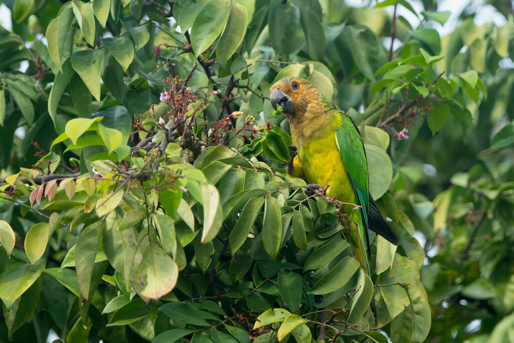 Brown-throated Parakeet