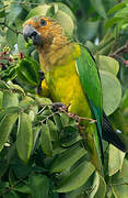 Brown-throated Parakeet