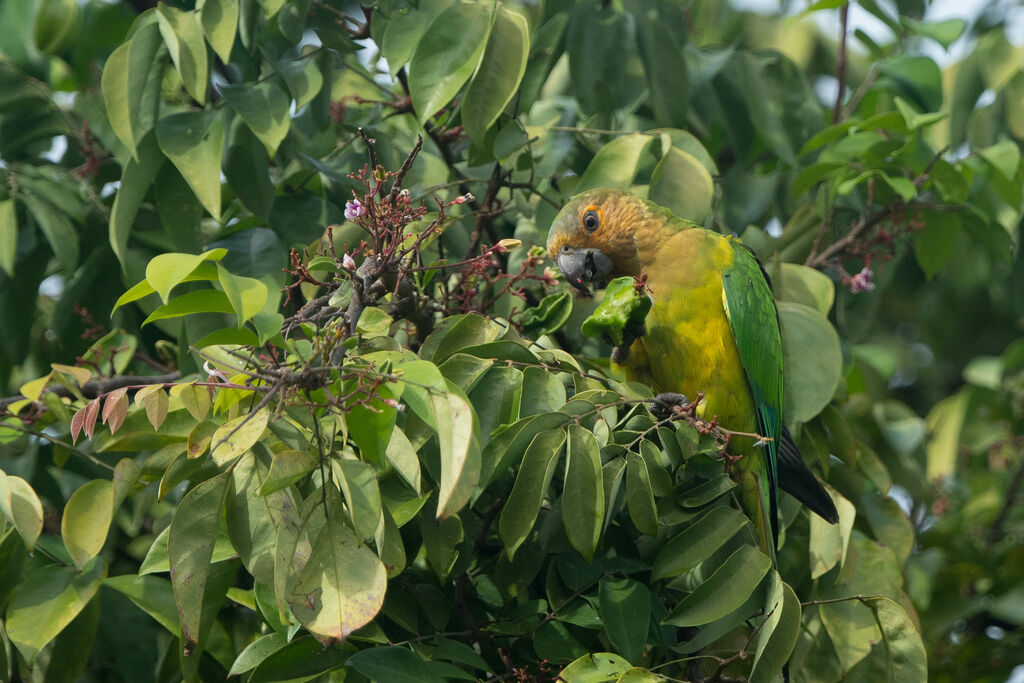 Brown-throated Parakeet